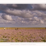 Saison : été - Lieu : Plages de la Maye, Réserve naturelle, Le Crotoy, Baie de Somme, Somme, Hauts-de-France, France.