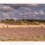 Saison : été - Lieu : Plages de la Maye, Réserve naturelle, Le Crotoy, Baie de Somme, Somme, Hauts-de-France, France.