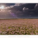 Saison : été - Lieu : Plages de la Maye, Réserve naturelle, Le Crotoy, Baie de Somme, Somme, Hauts-de-France, France.