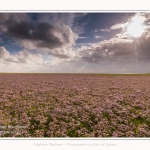 Saison : été - Lieu : Plages de la Maye, Réserve naturelle, Le Crotoy, Baie de Somme, Somme, Hauts-de-France, France.