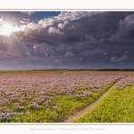 Saison : été - Lieu : Plages de la Maye, Réserve naturelle, Le Crotoy, Baie de Somme, Somme, Hauts-de-France, France.