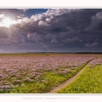 Saison : été - Lieu : Plages de la Maye, Réserve naturelle, Le Crotoy, Baie de Somme, Somme, Hauts-de-France, France.