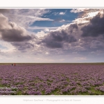 Saison : été - Lieu : Plages de la Maye, Réserve naturelle, Le Crotoy, Baie de Somme, Somme, Hauts-de-France, France.