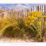 Saison : été - Lieu : Plages de la Maye, Réserve naturelle, Le Crotoy, Baie de Somme, Somme, Hauts-de-France, France.