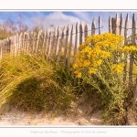 Saison : été - Lieu : Plages de la Maye, Réserve naturelle, Le Crotoy, Baie de Somme, Somme, Hauts-de-France, France.