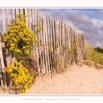 Saison : été - Lieu : Plages de la Maye, Réserve naturelle, Le Crotoy, Baie de Somme, Somme, Hauts-de-France, France.