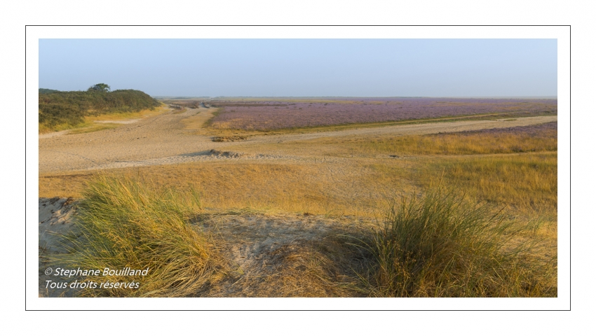 Les mollières couvertes de lilas de mer (statices sauvages) en Baie d'Authie (Fort-Mahon)