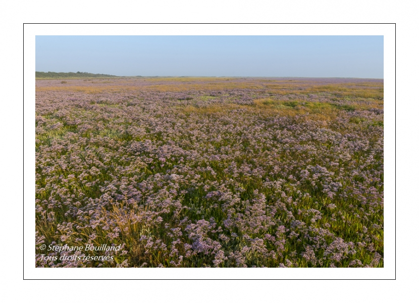 Les mollières couvertes de lilas de mer (statices sauvages) en Baie d'Authie (Fort-Mahon)