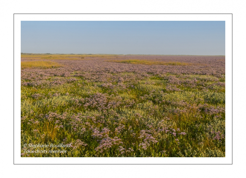 Les mollières couvertes de lilas de mer (statices sauvages) en Baie d'Authie (Fort-Mahon)