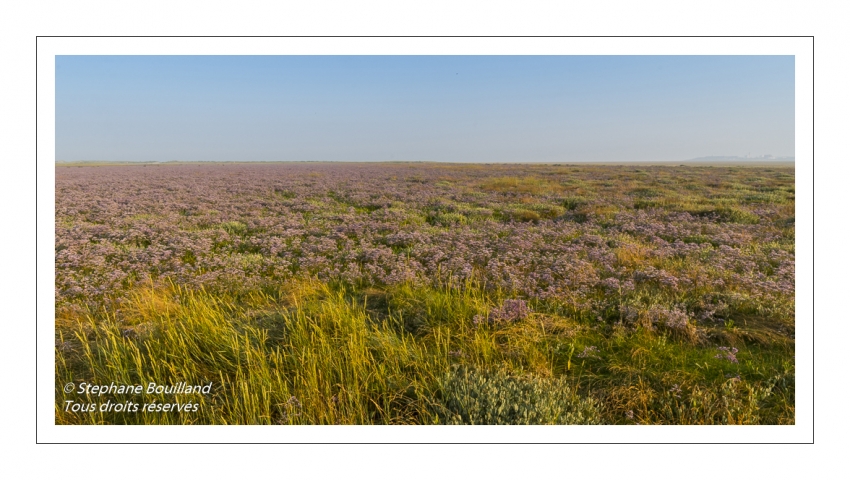 Les mollières couvertes de lilas de mer (statices sauvages) en Baie d'Authie (Fort-Mahon)