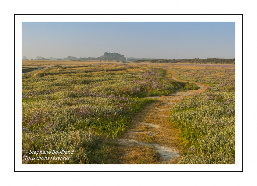Les mollières couvertes de lilas de mer (statices sauvages) en Baie d'Authie (Fort-Mahon)