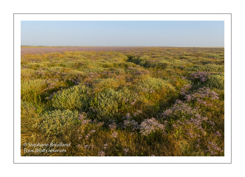 Les mollières couvertes de lilas de mer (statices sauvages) en Baie d'Authie (Fort-Mahon)