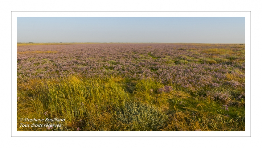Les mollières couvertes de lilas de mer (statices sauvages) en Baie d'Authie (Fort-Mahon)