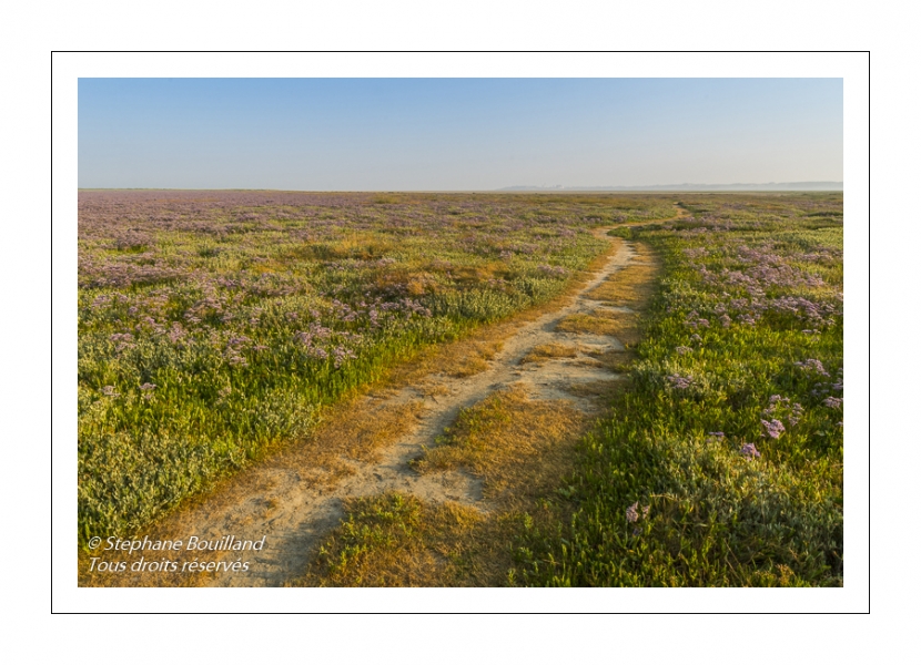 Les mollières couvertes de lilas de mer (statices sauvages) en Baie d'Authie (Fort-Mahon)