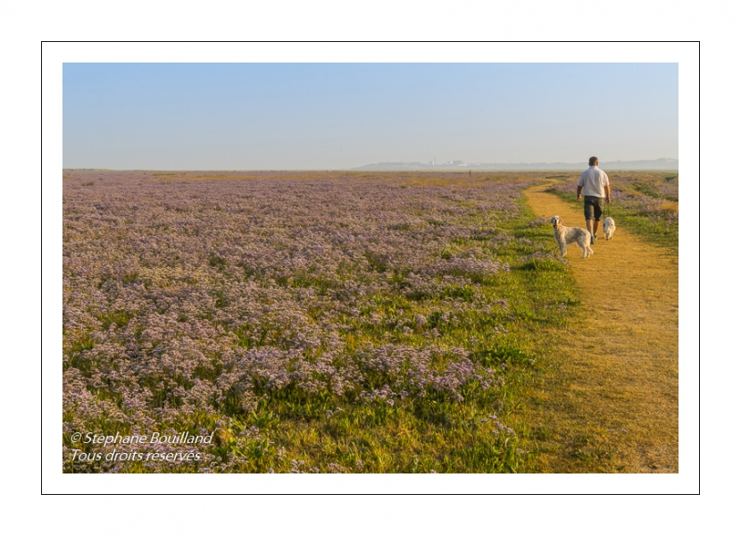Les mollières couvertes de lilas de mer (statices sauvages) en Baie d'Authie (Fort-Mahon)