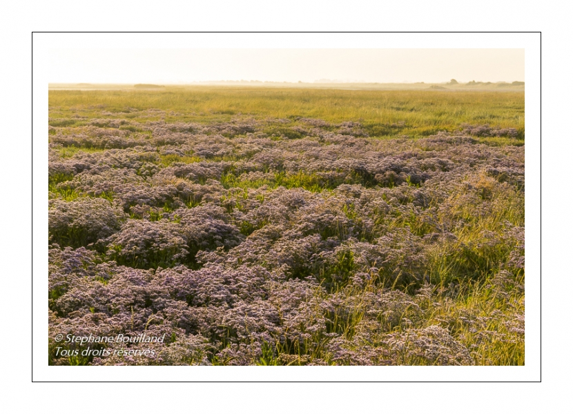 Les mollières couvertes de lilas de mer (statices sauvages) en Baie d'Authie (Fort-Mahon)