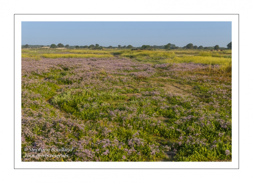 Les mollières couvertes de lilas de mer (statices sauvages) en Baie d'Authie (Fort-Mahon)