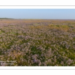Les mollières couvertes de lilas de mer (statices sauvages) en Baie d'Authie (Fort-Mahon)