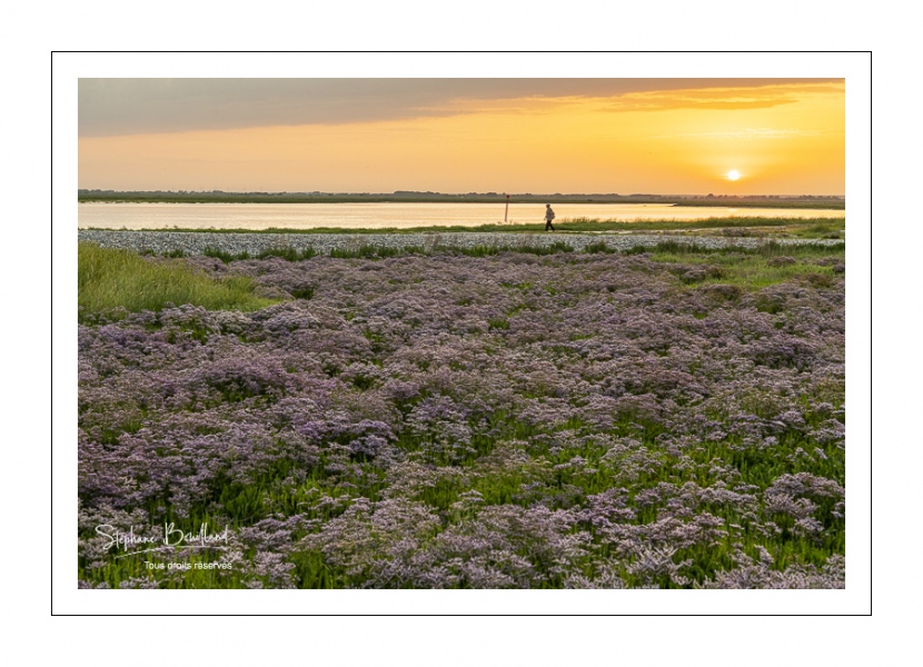 Tapis de lilas de mer dans les mollières du Cap Hornu