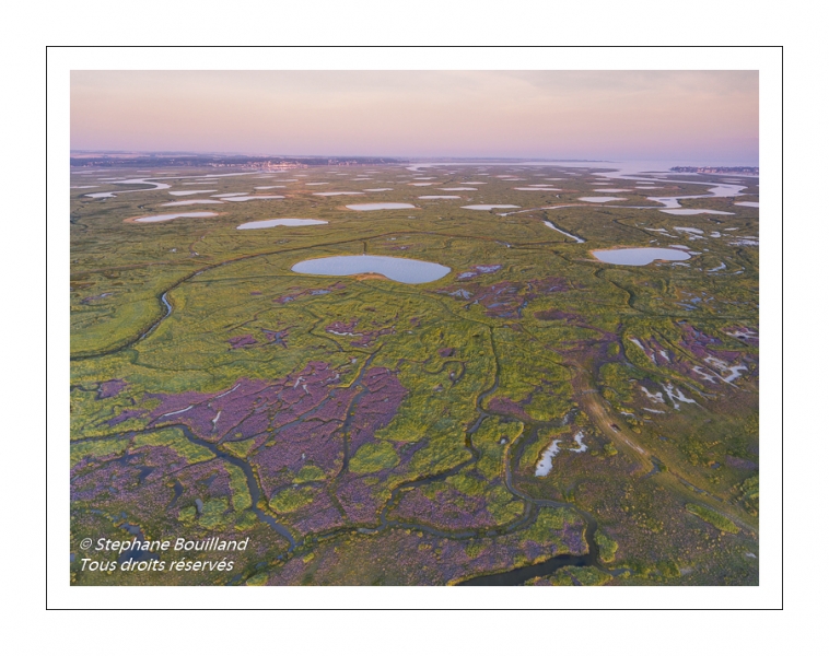 Survol du fond de la Baie de Somme. Les tâches violettes sont des lilas de mer.