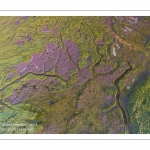 Survol du fond de la Baie de Somme. Les tâches violettes sont des lilas de mer.