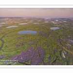 Survol du fond de la Baie de Somme. Les tâches violettes sont des lilas de mer.