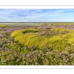 Lilas de mer au Cap Hornu