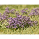 Statice commun - Lilas de mer (Limonium vulgare)