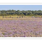 sortie nature au milieu des lilas de mer