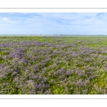 Lilas de mer dans les mollières au Cap Hornu