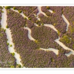 Lilas de mer (statices sauvages) près de Noyelles-sur-mer