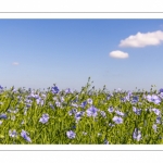 champ de lin en fleurs