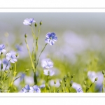 champ de lin en fleurs