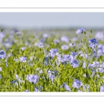 champ de lin en fleurs