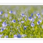 champ de lin en fleurs