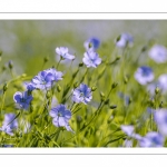 champ de lin en fleurs