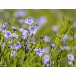 champ de lin en fleurs