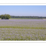 champ de lin en fleurs