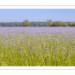 champ de lin en fleurs