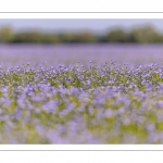 champ de lin en fleurs