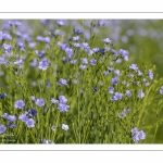 champ de lin en fleurs