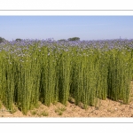 champ de lin en fleurs