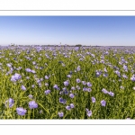 champ de lin en fleurs