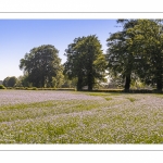 champ de lin en fleurs