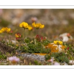 Lotier corniculé (Lotus corniculatus L.)