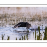 Foulque macroule (Fulica atra - Eurasian Coot)