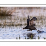 Foulque macroule (Fulica atra - Eurasian Coot)