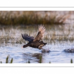 Foulque macroule (Fulica atra - Eurasian Coot)