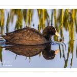 Foulque macroule (Fulica atra - Eurasian Coot)