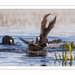 Foulque macroule (Fulica atra - Eurasian Coot)